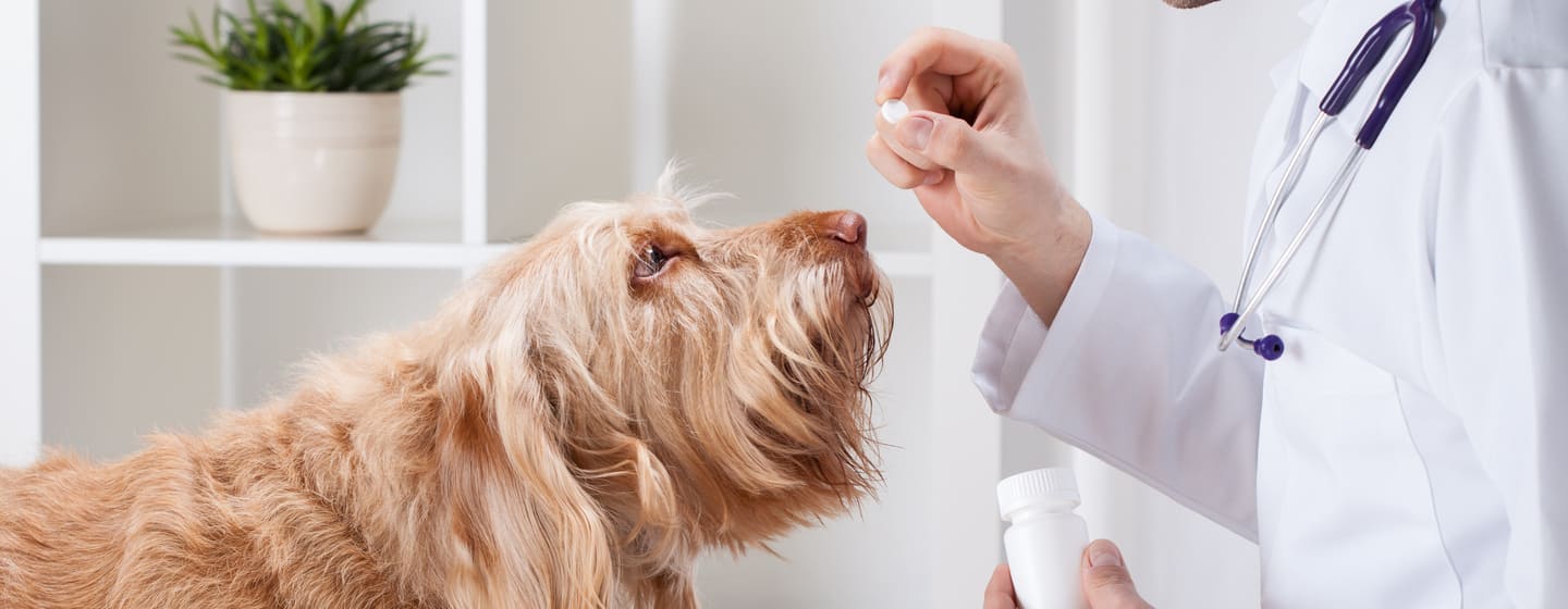 Are Antibiotics Safe For Dogs